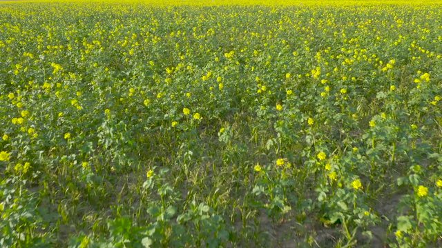 Top view of a flowering field. A drone flies over the farm.