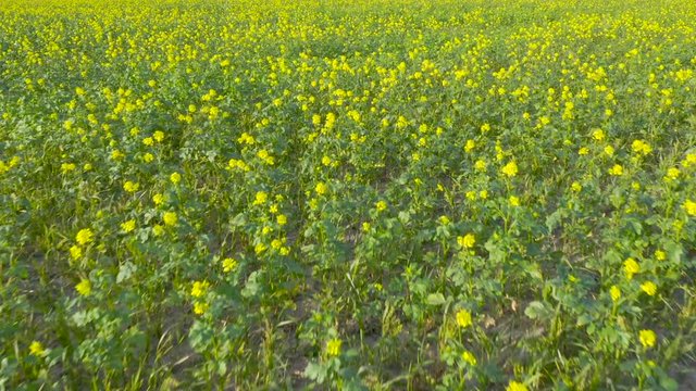 Top view of a flowering field. A drone flies over the farm.