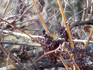 a bird in a tree branch
