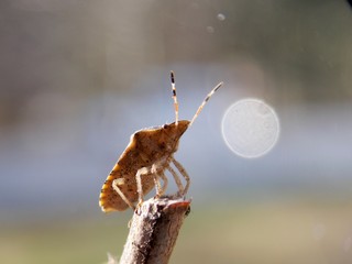 beetle on a dry plant