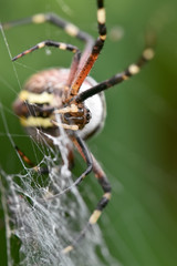 Close-up of a large spider on a web with yellow stripes on long legs