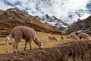 Llamas on the slopes of the mountains, Andes, Peru.