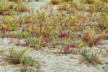 shrubbery on the beach of Covas in Viveiro, Lugo, Galicia. Spain. Europe. 