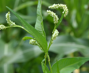 Weed Persicaria lapathifolia grows in the open ground