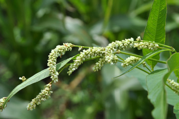 Weed Persicaria lapathifolia grows in the open ground