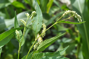 Weed Persicaria lapathifolia grows in the open ground