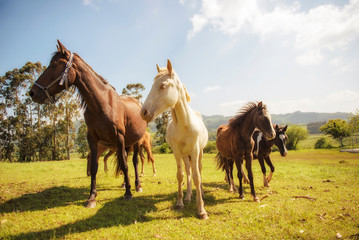 Fototapeta premium A family of four horses stands facing the camera. One of them is albino.