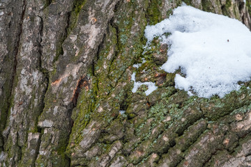Relief texture of the bark of an old poplar with moss and snow