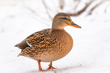 Female duck walks in the snow