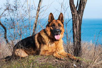 Young German Shepherd Dog Portrait on a Seaside