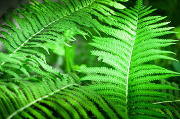 Green fern leaves close up. Green plants background. Fern in the forest. Tropical plant.