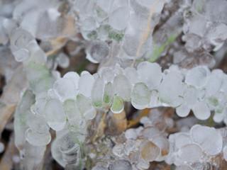 Fototapeta premium The grass in the field instantly froze and cold. An abnormal drop in temperature, a sharp change in the weather