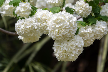 Lush white flowers of viburnum roseum.