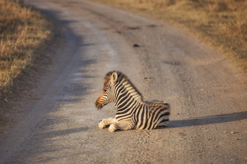 Fototapeta na wymiar young zebra on street