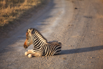 Fototapeta na wymiar young zebra on street