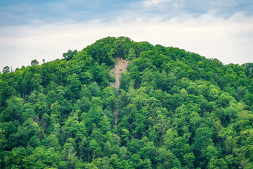 Cliff in dense green forest. Spring colors in the mountain forest.