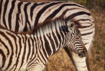 Fototapeta na wymiar young zebra and mum
