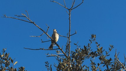 osprey perched in cypress tree
