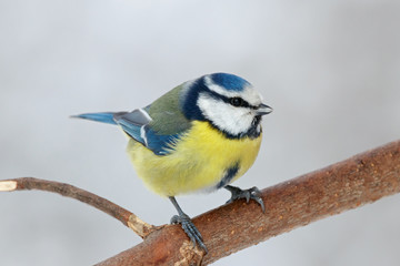 Obraz premium Blue tit cyanistes caeruleus sitting on branch of bush portrait. Cute bright common little yellow songbird in wildlife.