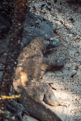 A beautiful view of Komodo dragon in Bali, Indonesia.