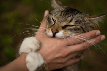 Katze frisst Hand