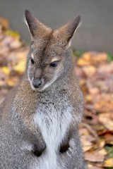 kangaroo