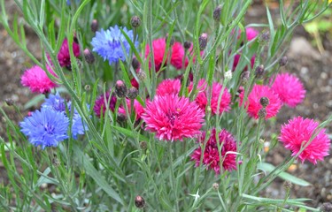 Obraz premium Pink and blue flowers in garden