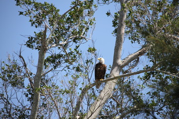 Local birds