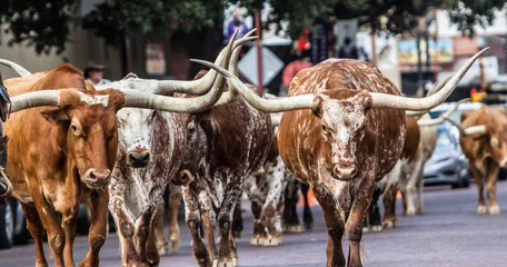 Gordijnen Texas Longhorns bij Fort Worth Stockyard Station © Chris Rye