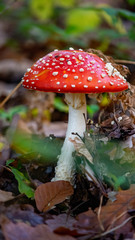 fly agaric mushroom in the forest