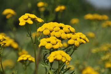 Tansy ordinary blooms in the wild