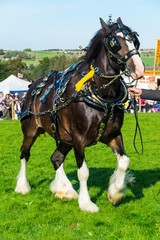 Shire horse