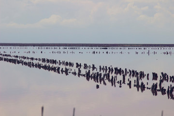 Pink sunset over the lake. wooden posts in water