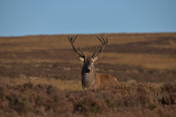 Cervus elaphus , Red deer stag in the Peak district