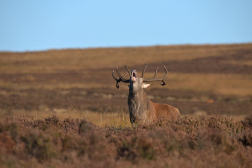 Cervus elaphus , Red deer stag in the Peak district