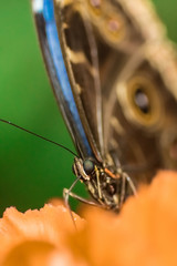 Schmetterling mit geschlossenen Flügeln