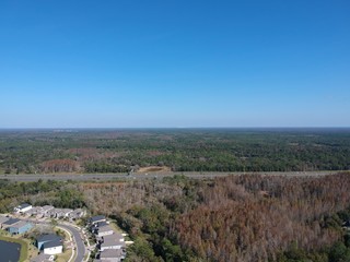 Fall tree and leaf in Florida