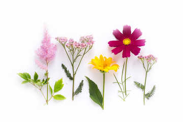 Flowers on white background