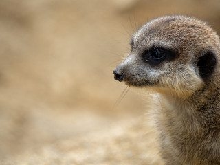 Fototapeta premium Portrait of a meerkat