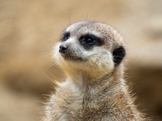 animal portrait, meerkat