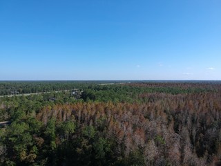 Aerial view of red leaf and winter tree in Florida