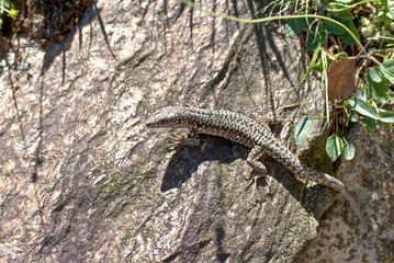 Eidechse in Camouflage