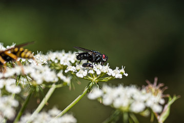 Makroaufnahme einer Fliege auf weißer Blüte