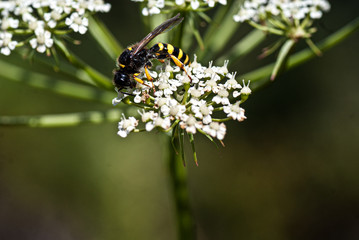 Hornisse, Biene auf einer weißen Blüte
