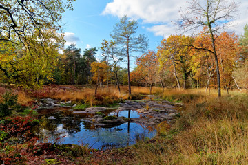 Fontainebleau forest in autumn season