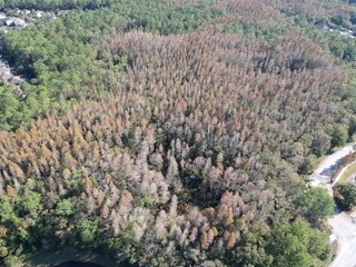 Aerial view of yellow leaf and winter tree