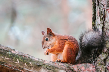 Naklejka na ściany i meble Portrait of squirrel or Eurasian red squirrel. Estonia, Europe.