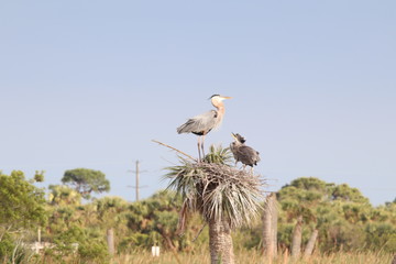 Florida Birds