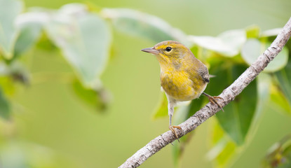 Pine Warbler