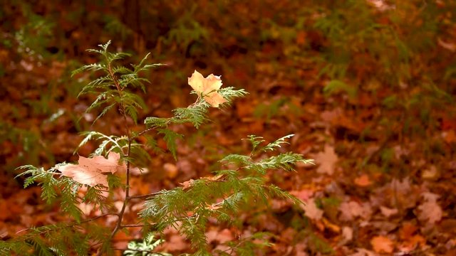 yellow maple leaf caught on a cedar branch, moving in the breeze